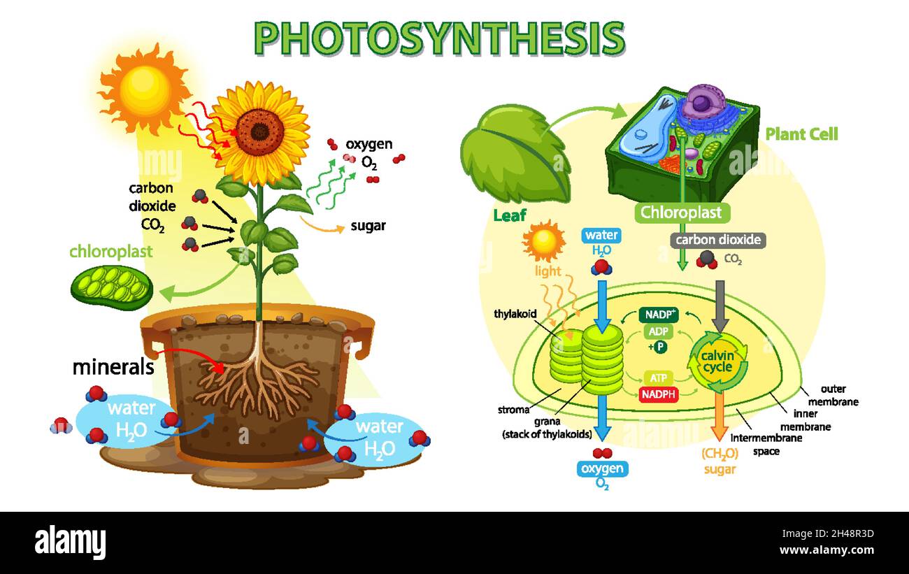 Diagram showing process of photosynthesis in plant illustration Stock ...