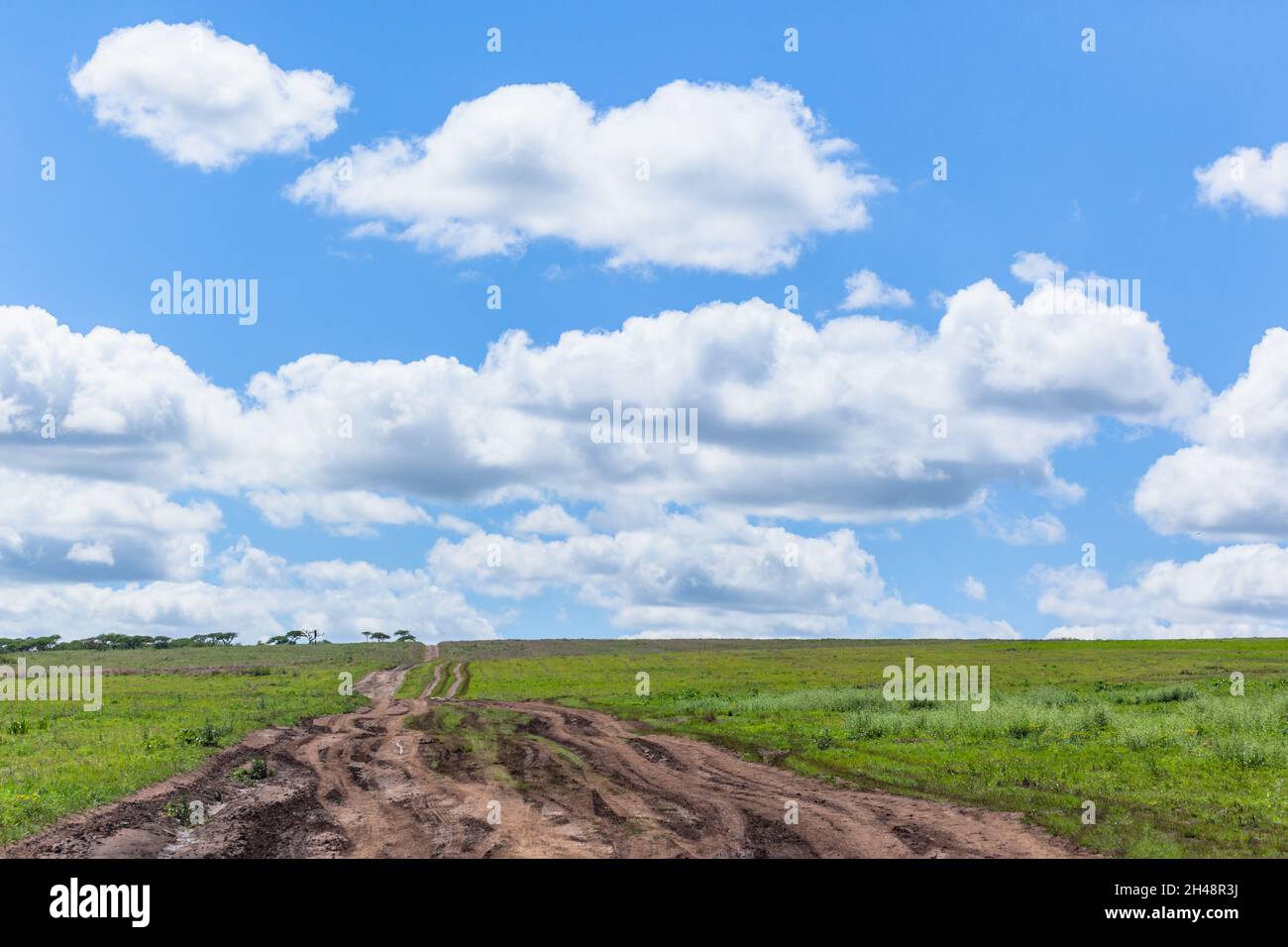 Scenic summer weather in wilderness outdoors park reserve with dirt