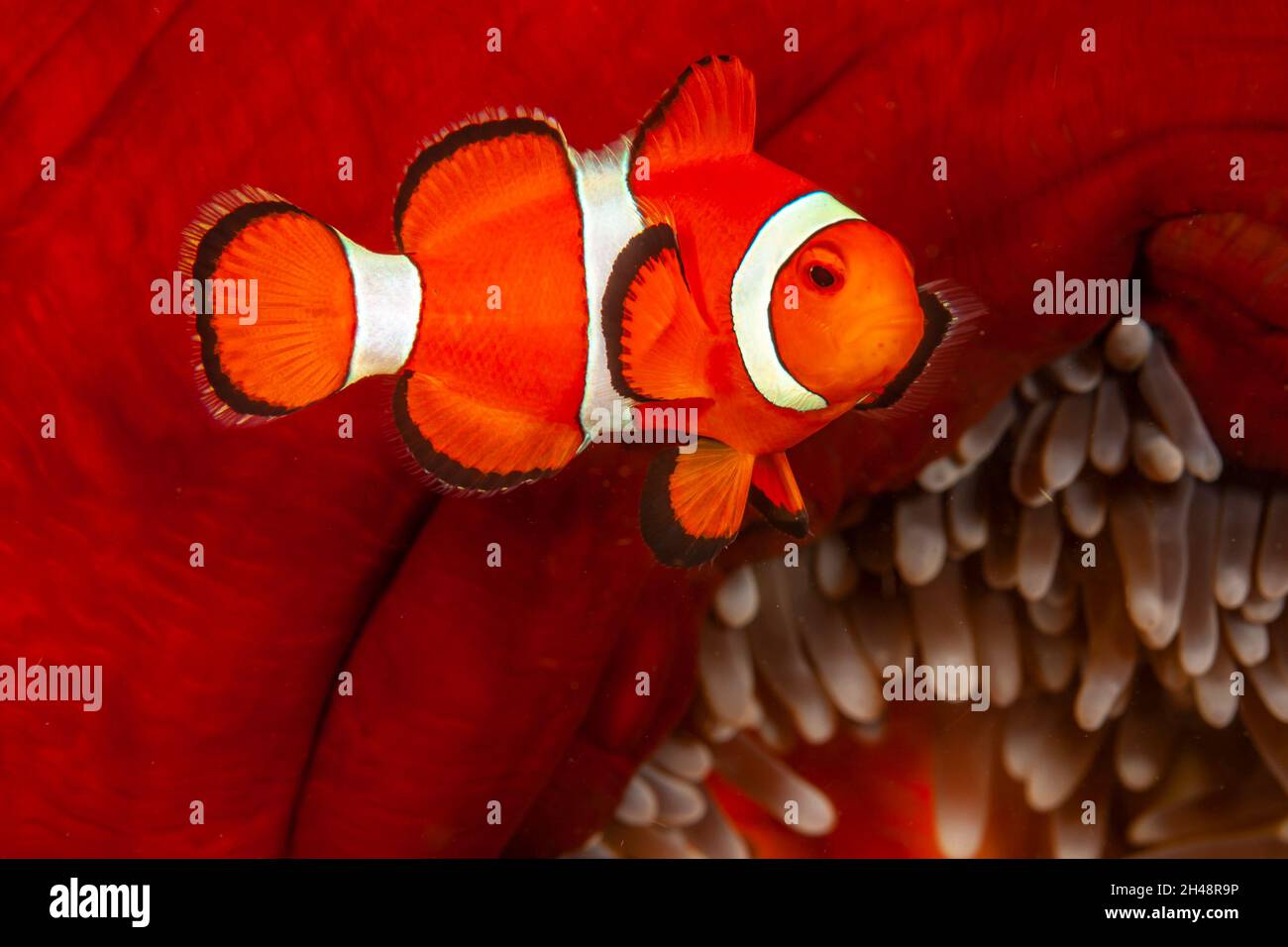 Clownfish or anemonefish are fishes from the subfamily Amphiprioninae in the family Pomacentridae. Stock Photo