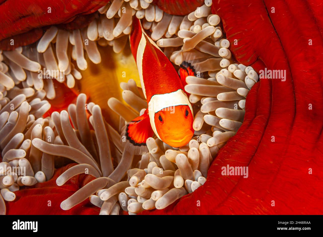 Clownfish or anemonefish are fishes from the subfamily Amphiprioninae in the family Pomacentridae. Stock Photo