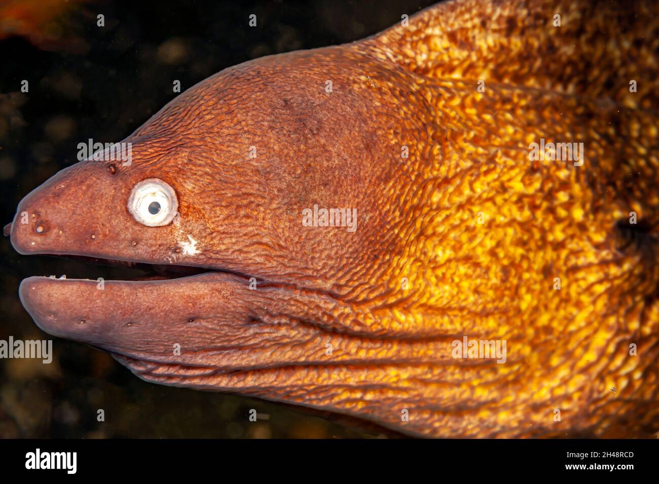 Moray eels, or Muraenidae are a family of eels off the coast of the island of Sulawesi Stock Photo