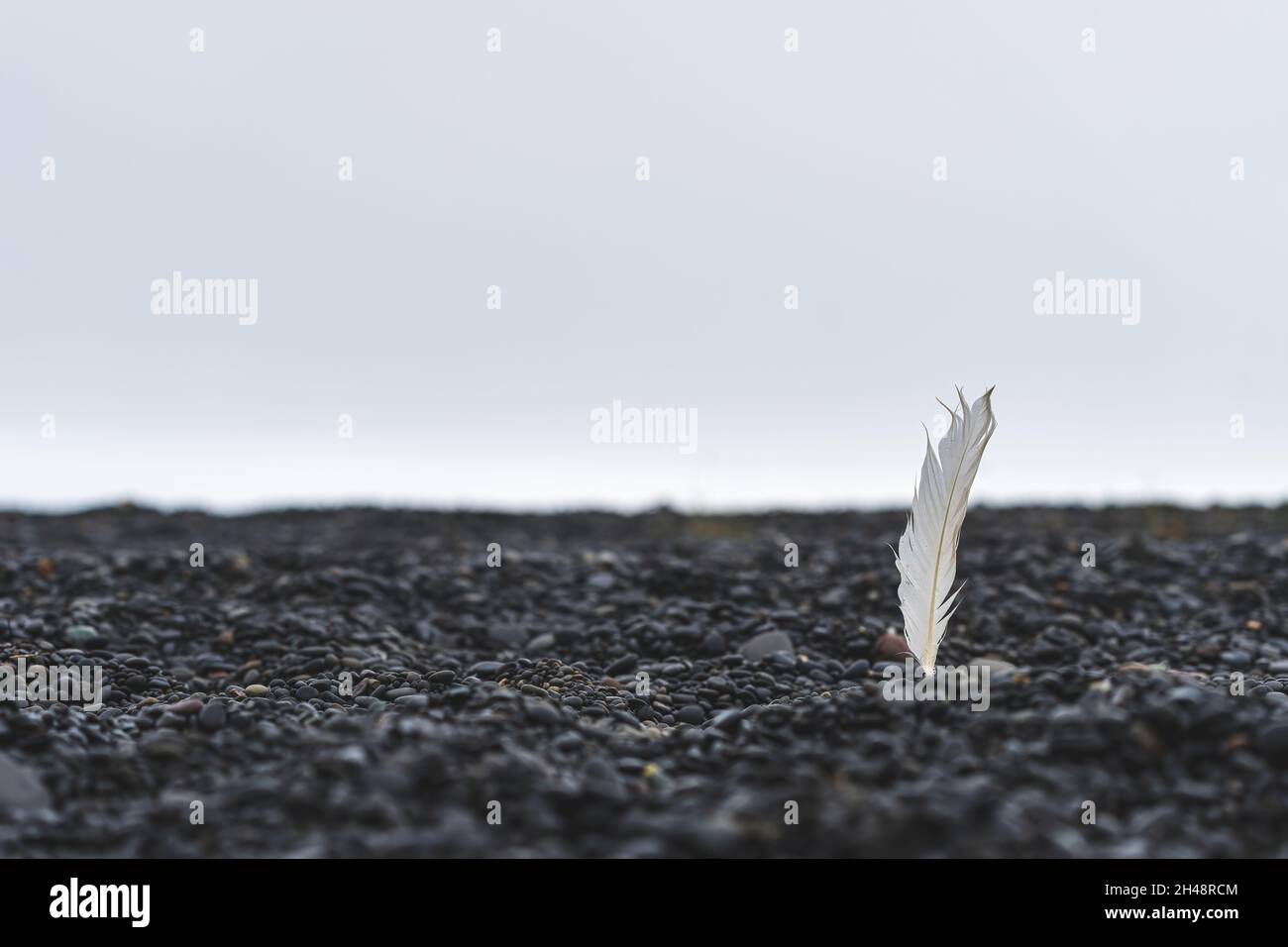 A white feather on a stony beach in Iceland. Peaceful and calm scene. Stock Photo