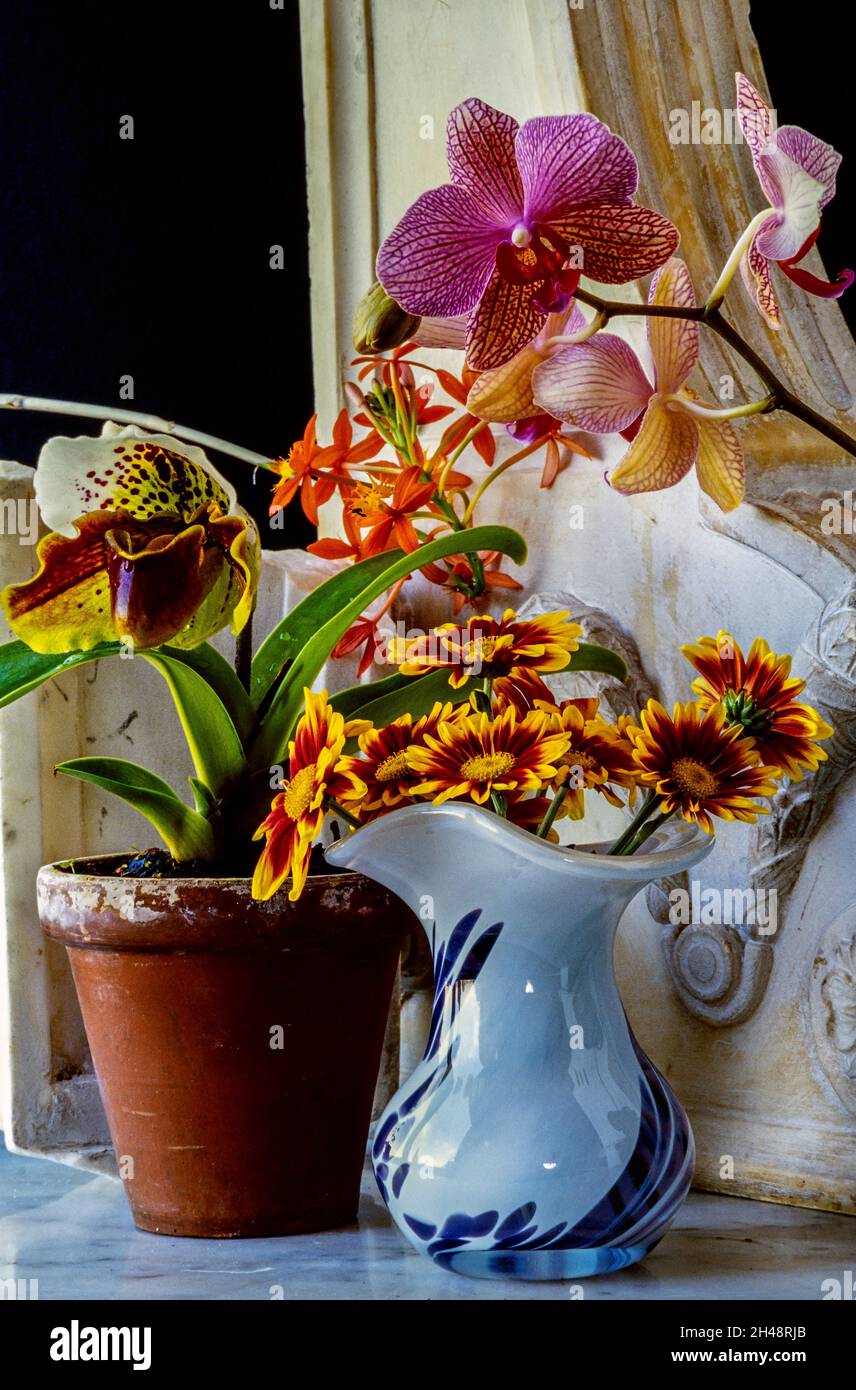 Display or arrangement of various flowers in studio setting Stock Photo