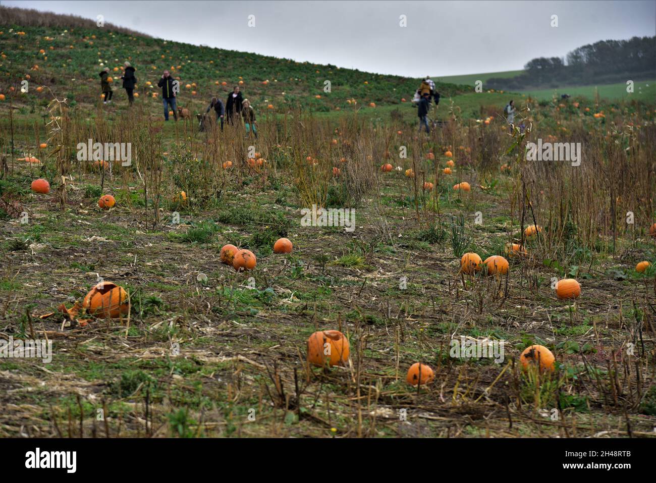 Pumpkin picking Weymouth, Dorset, England. Stock Photo
