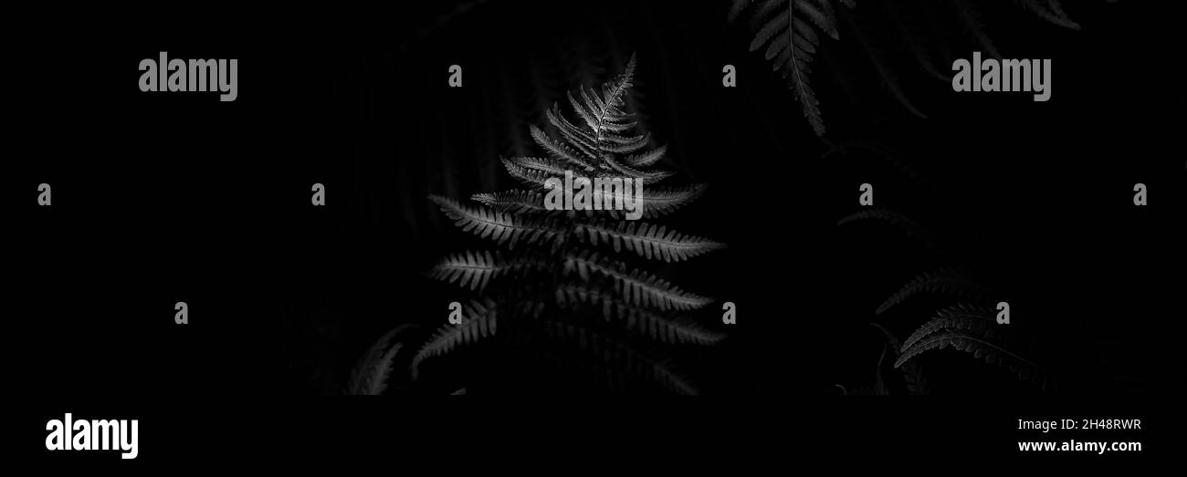 Black and whiter toned fern leaves petals background. foliage. Tropical leaf. Exotic forest plant. Botany concept. Ferns jungles close up. jungle atmo Stock Photo