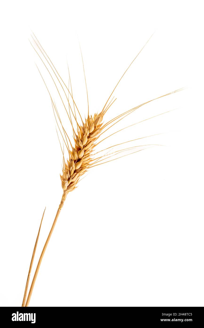 Ear of wheat isolated on white background, graphic design for illustrations, label, greeting. Copy space Stock Photo