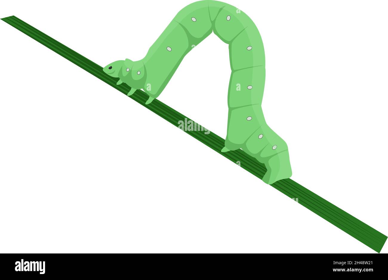 Inch worm, illustration, vector on a white background. Stock Vector