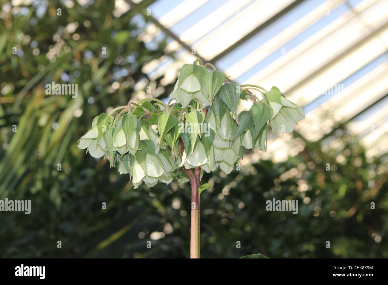 Light green flower hi-res stock photography and images - Alamy