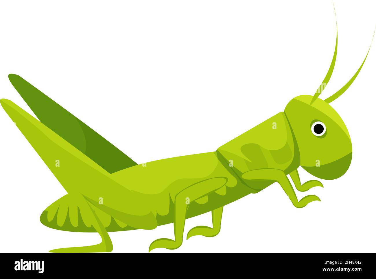 Grasshopper, illustration, vector on a white background. Stock Vector