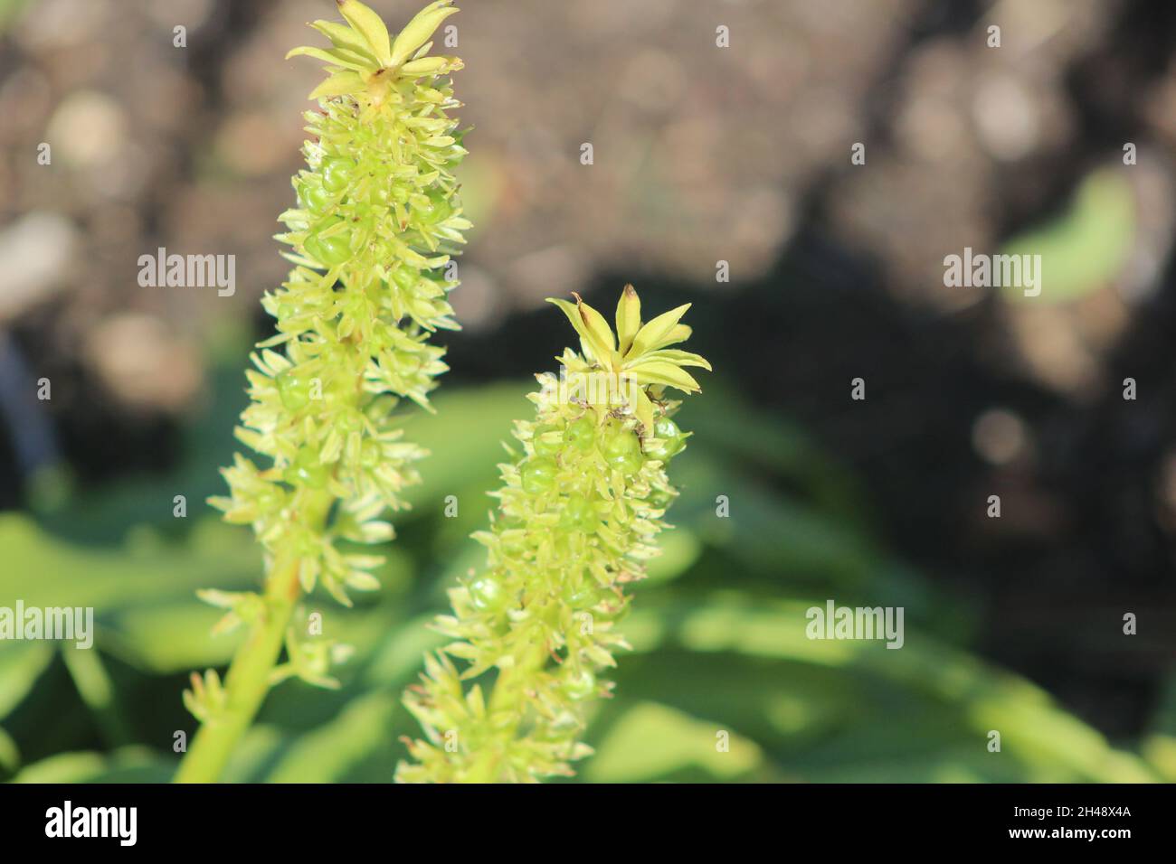 Light green flower hi-res stock photography and images - Alamy