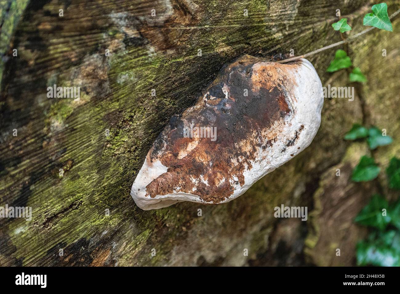 Birch Bracket fungus, parasitic fungus fruiting on living and dead trunks. Stock Photo