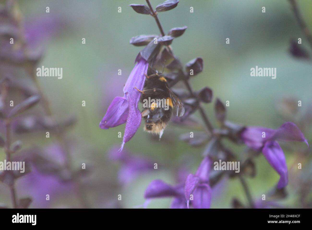 Save The Pollinators High Resolution Stock Photography and Images - Alamy