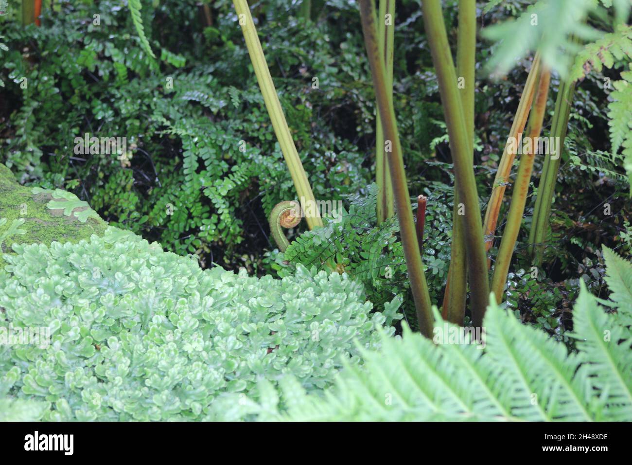Elegant fern species hi-res stock photography and images - Alamy