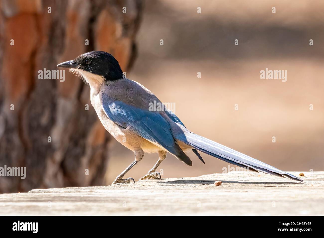 Azure-winged magpie (Cyanopica cyanus) searching for the food on the forest floor Stock Photo