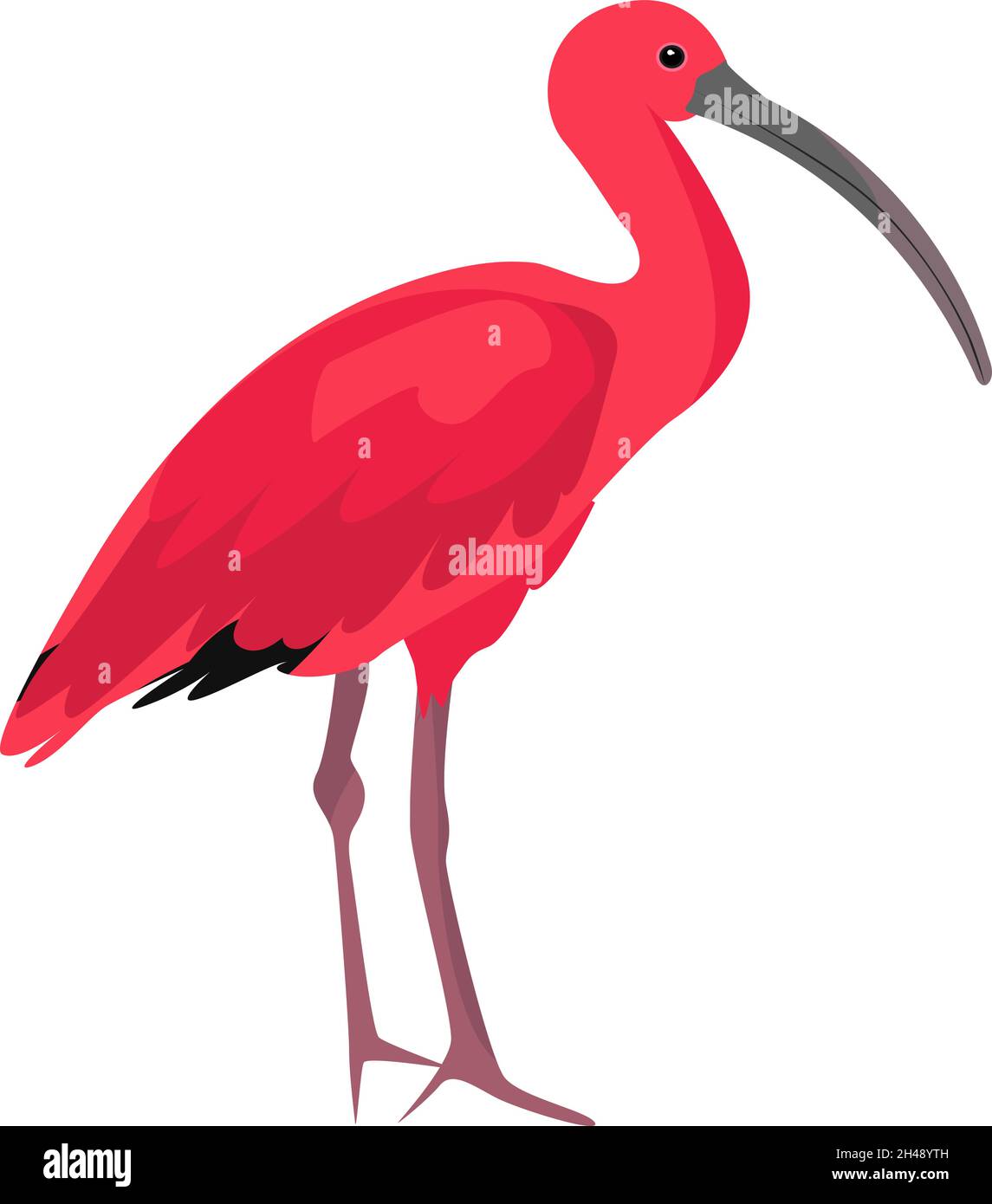 Scarlet ibis trinidad Stock Vector Images Alamy