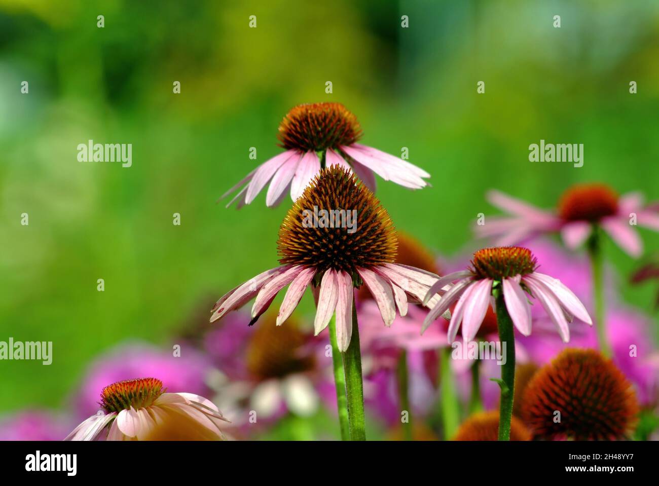 Wither flora hires stock photography and images Alamy