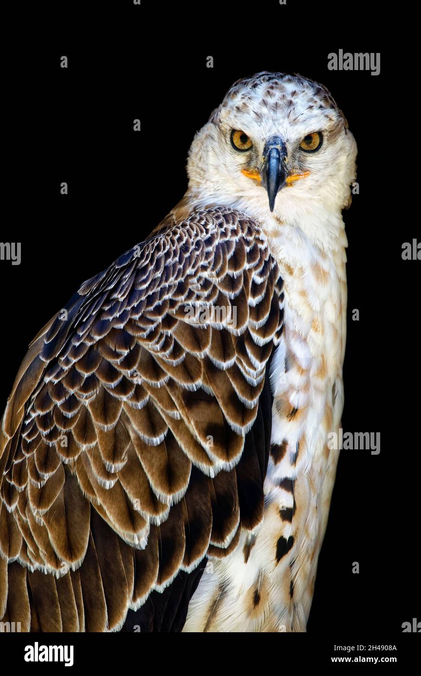 African crowned eagle hi-res stock photography and images - Alamy