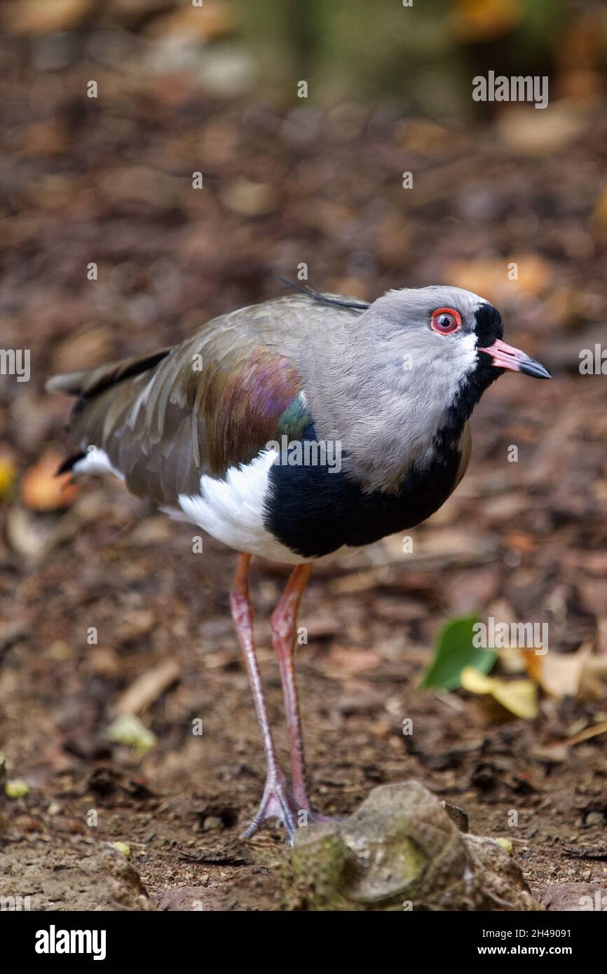 Southern lapwing - Vanellus chilensis Stock Photo