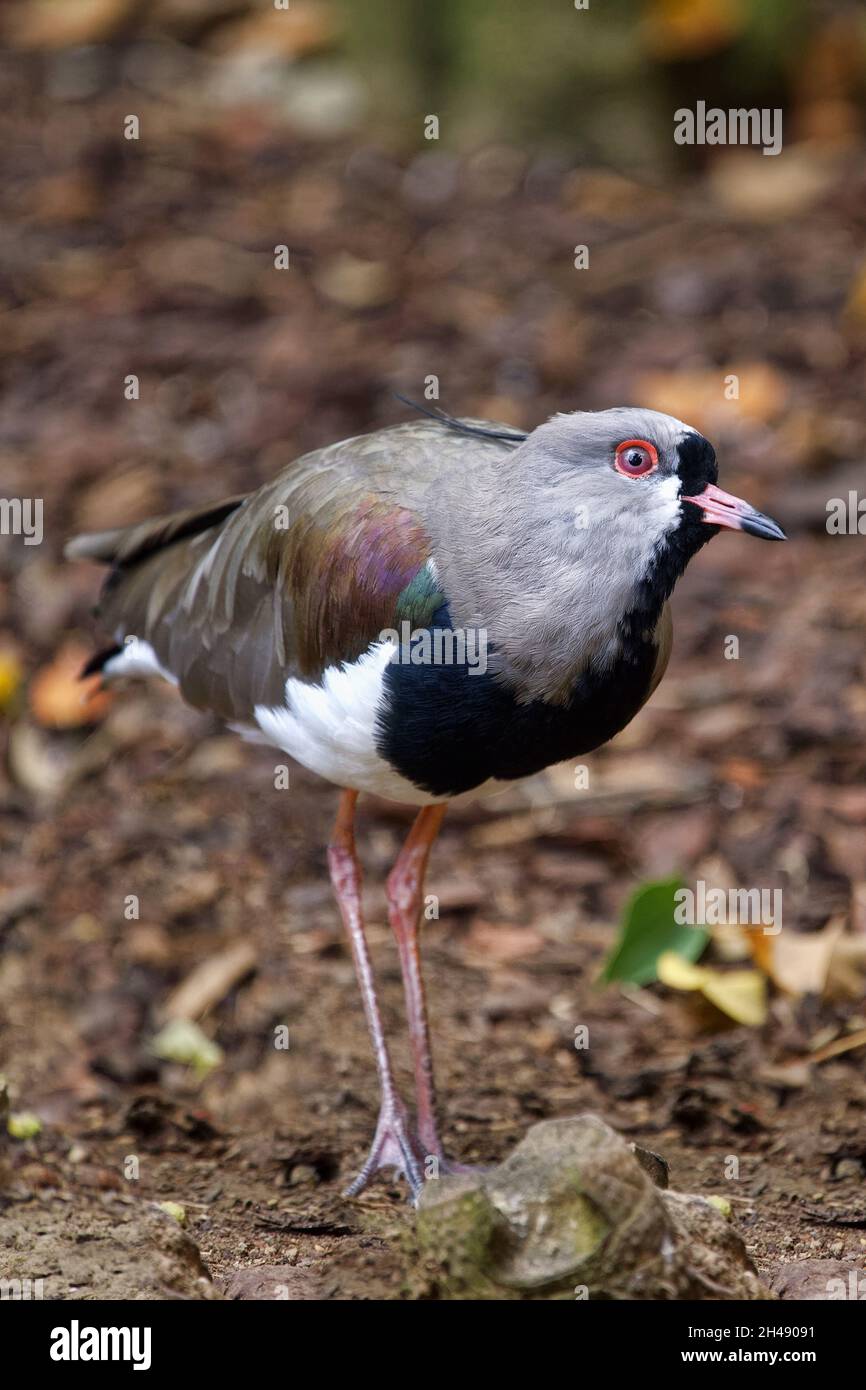 Southern lapwing - Vanellus chilensis Stock Photo