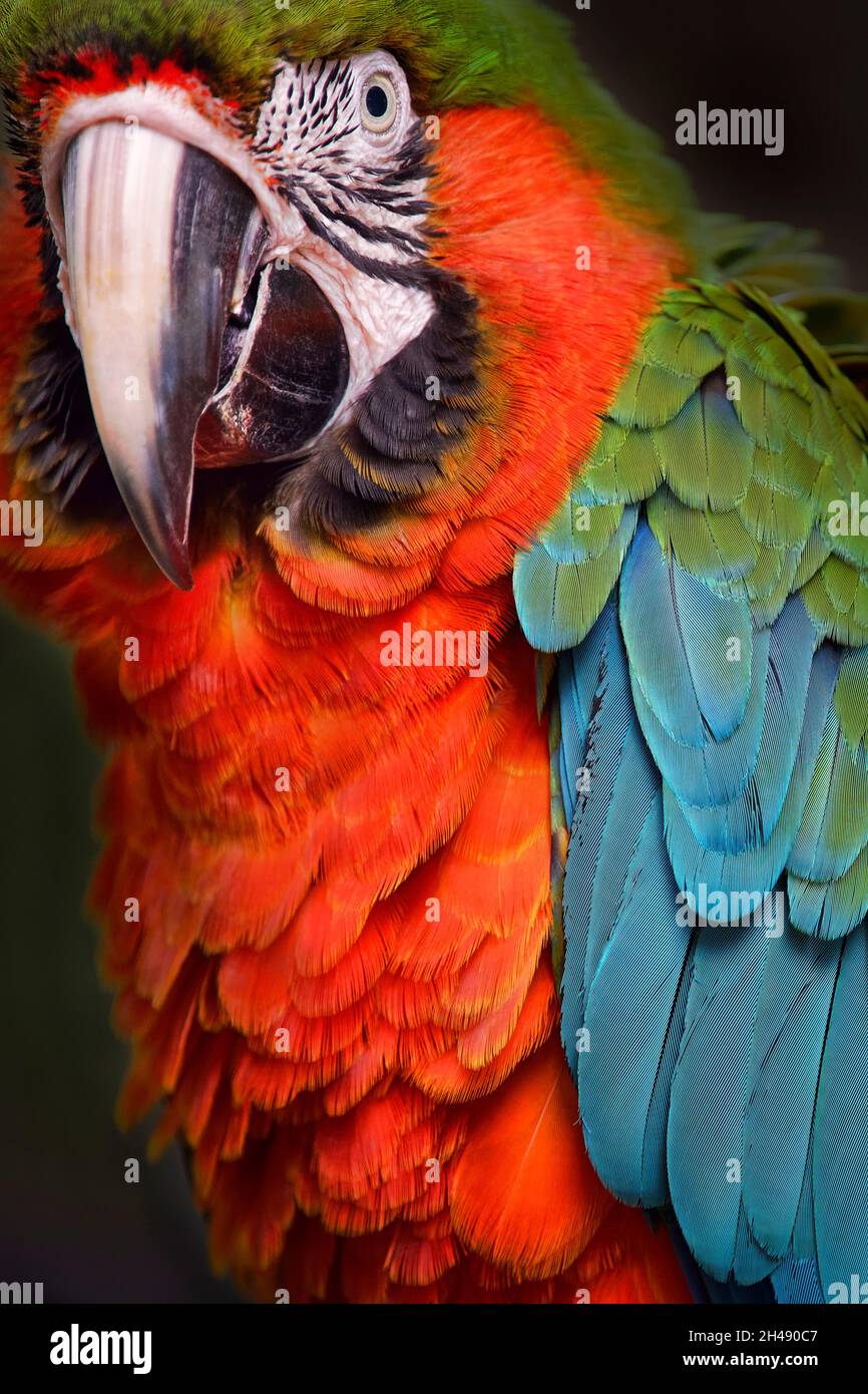 Harlequin macaw (hybrid macaw) - Ara ararauna x Ara chloropterus Stock Photo