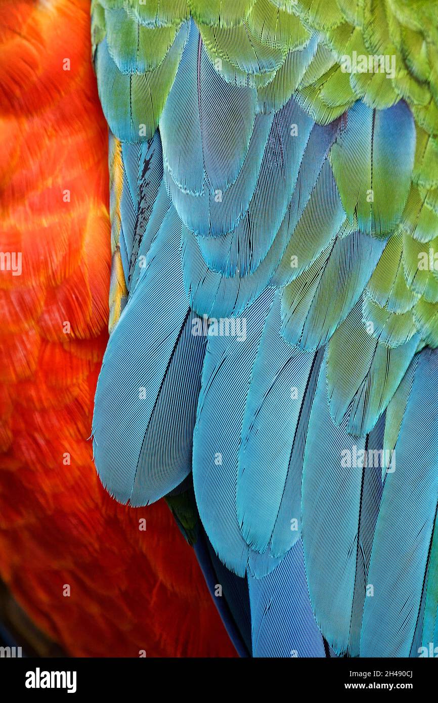 Harlequin macaw feathers (hybrid macaw) - Ara ararauna x Ara chloropterus Stock Photo