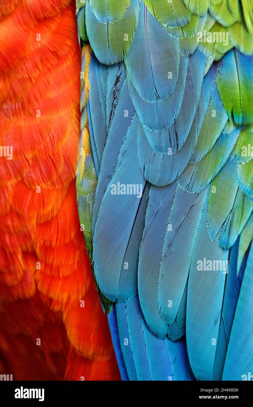 Harlequin macaw feathers (hybrid macaw) - Ara ararauna x Ara chloropterus Stock Photo