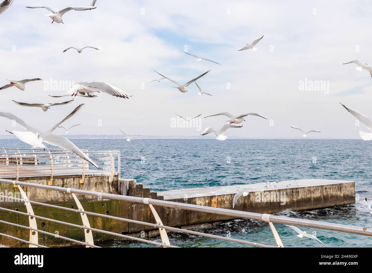 Seagulls in the sky over the sea with the waves and ice Stock Photo