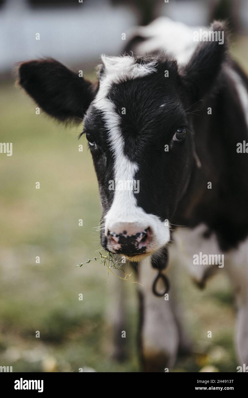 Vertical shot of a cow Stock Photo - Alamy