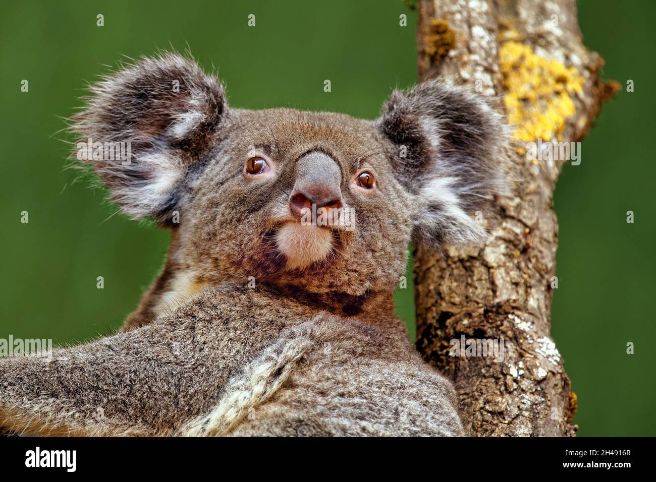 Koala - Phascolarctos cinereus Stock Photo