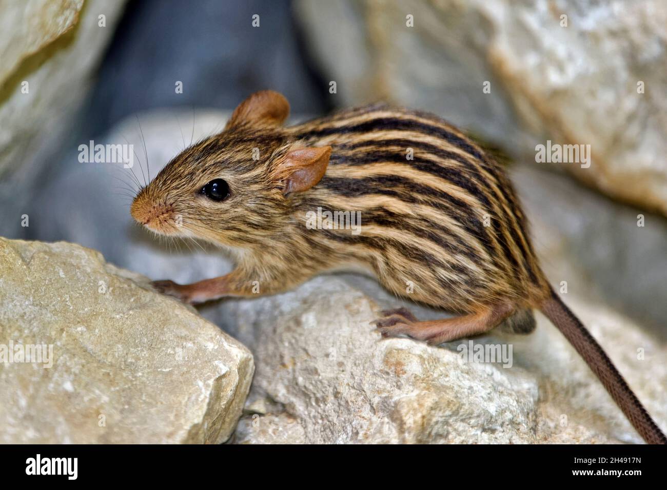 Barbary striped grass mouse - Lemniscomys barbarus Stock Photo