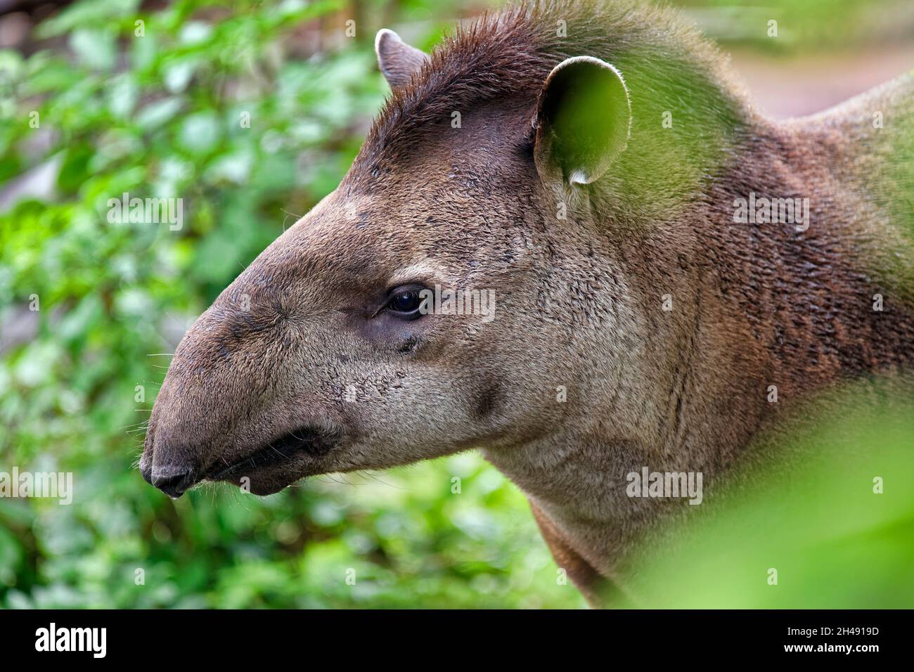 South American tapir - Tapirus terrestris Stock Photo