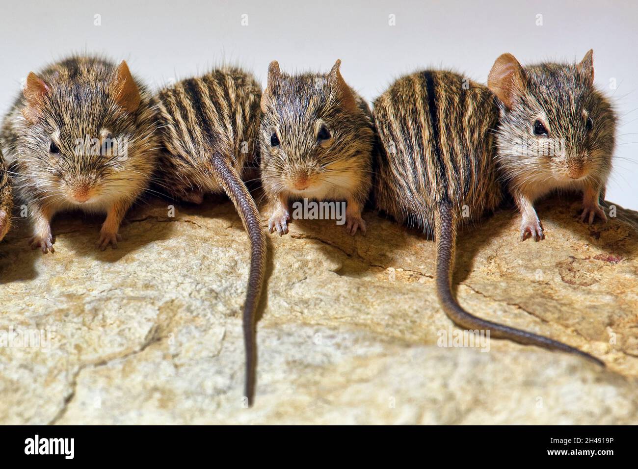 Barbary striped grass mouses - Lemniscomys barbarus Stock Photo