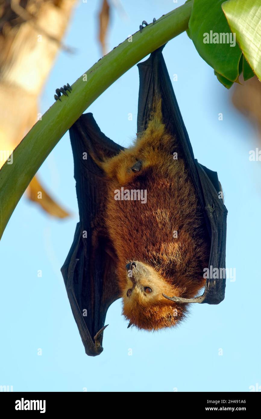 Mauritius fruit bat / Mauritian flying fox - Pteropus niger Stock Photo