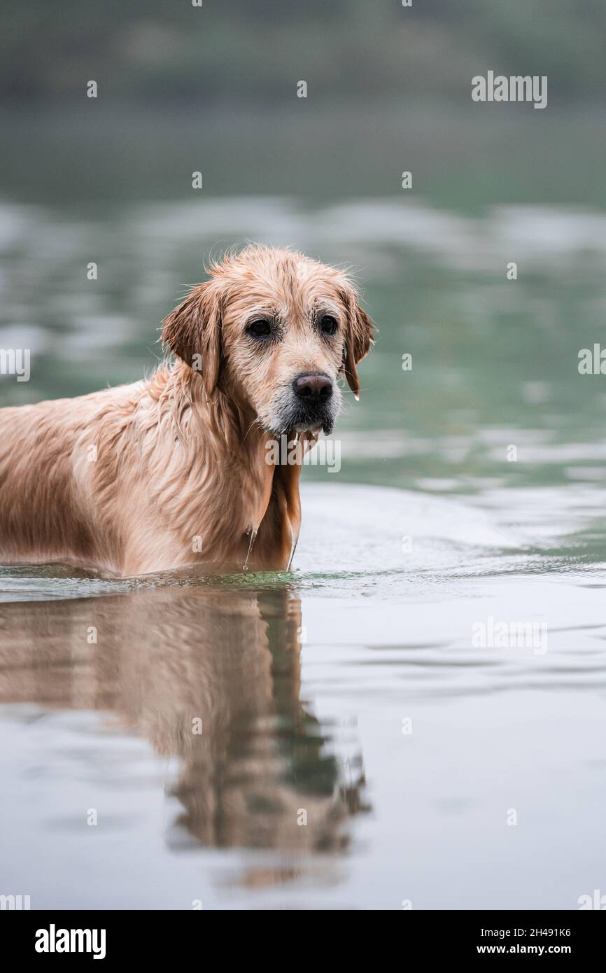 Washing a golden retriever hi-res stock photography and images - Alamy