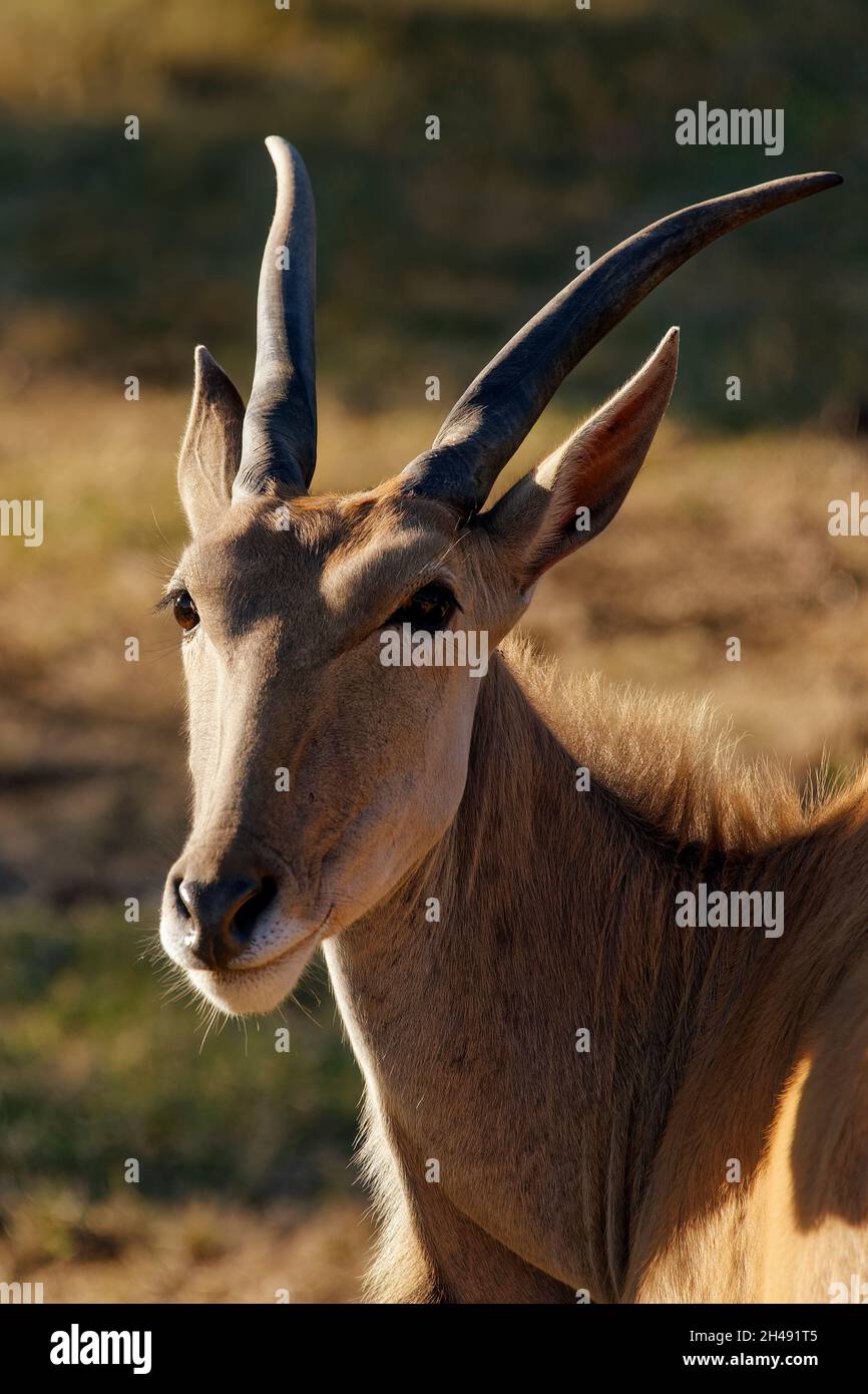 Common eland - Taurotragus oryx Stock Photo