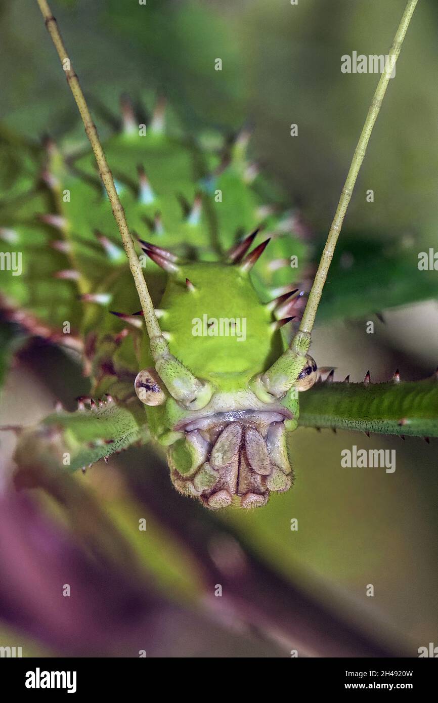 Malayan jungle nymph heteropteryx dilatata hires stock photography and