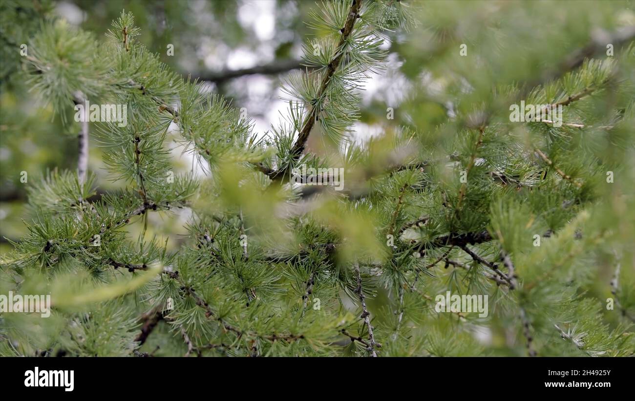 Close up footage fresh evergreen hi-res stock photography and images ...