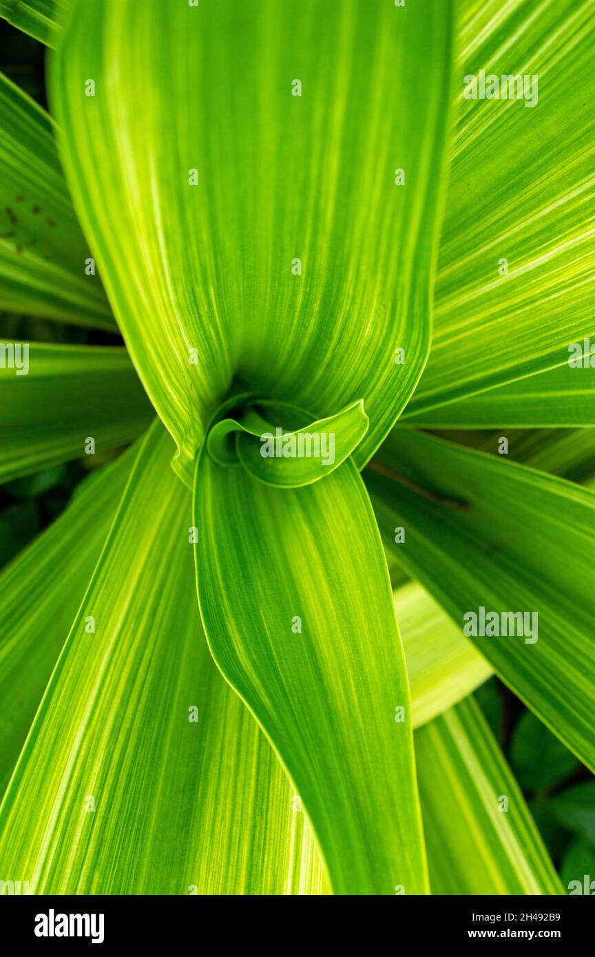 Ornamental crops can be classified as floriculture and nursery plants