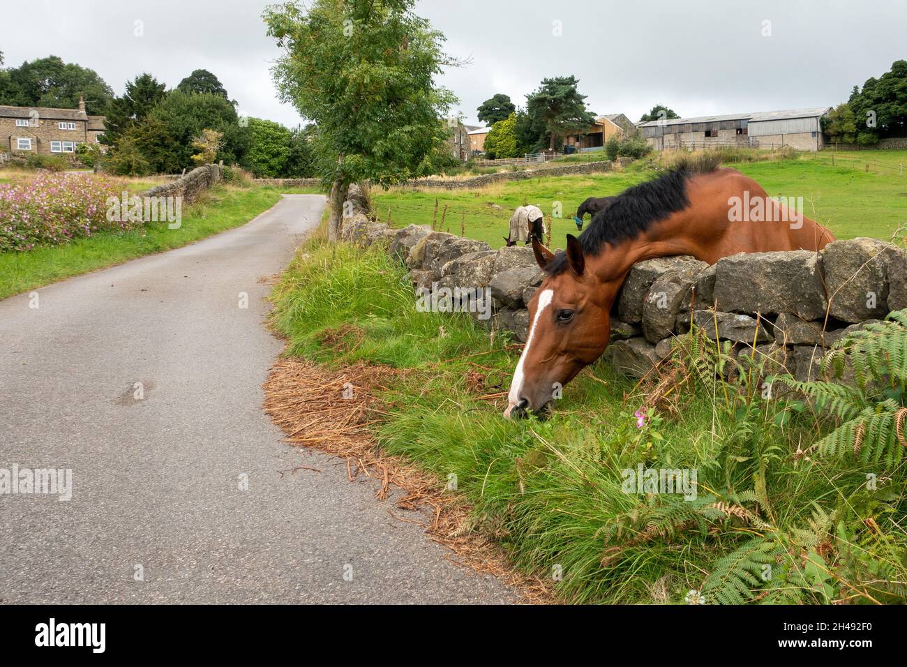 Horse eating grass on the other side of a stone wall, the grass is always greener on the other side! UK Stock Photo