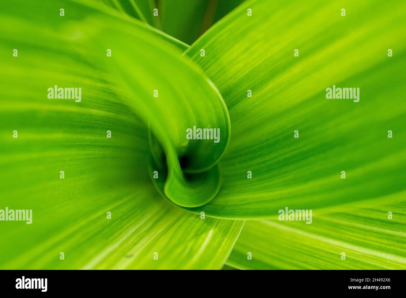 Ornamental crops can be classified as floriculture and nursery plants