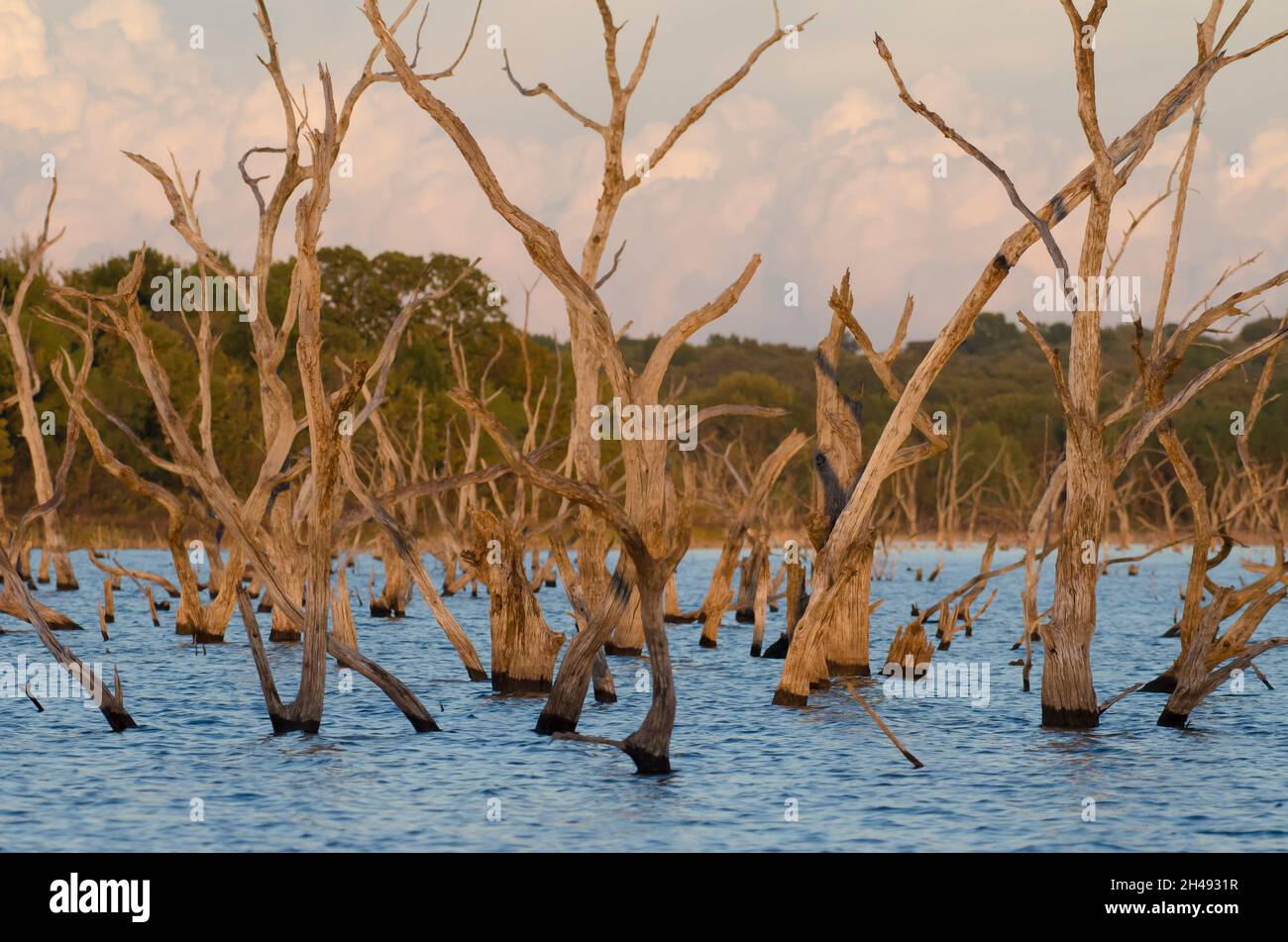 Flooded timber in late light Stock Photo Alamy