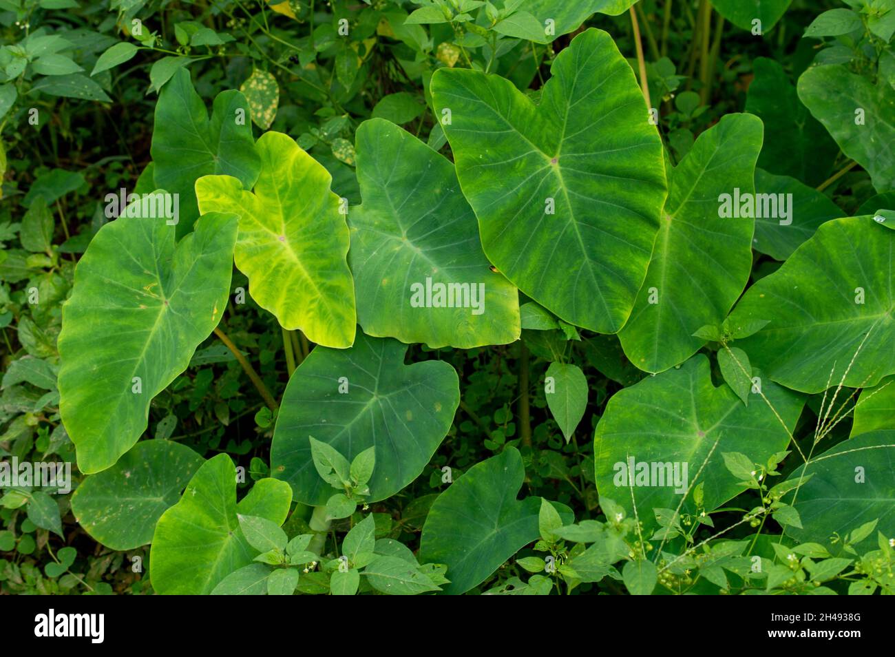 The leaves of colocasia are edible, but they contain needle-like crystals of calcium oxalate which are a skin irritant, so they must be cooked first. Stock Photo