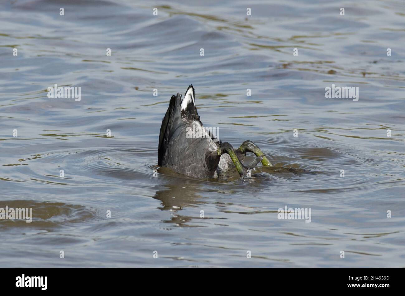 American Coot, Fulica americana, tipping up and foraging Stock Photo