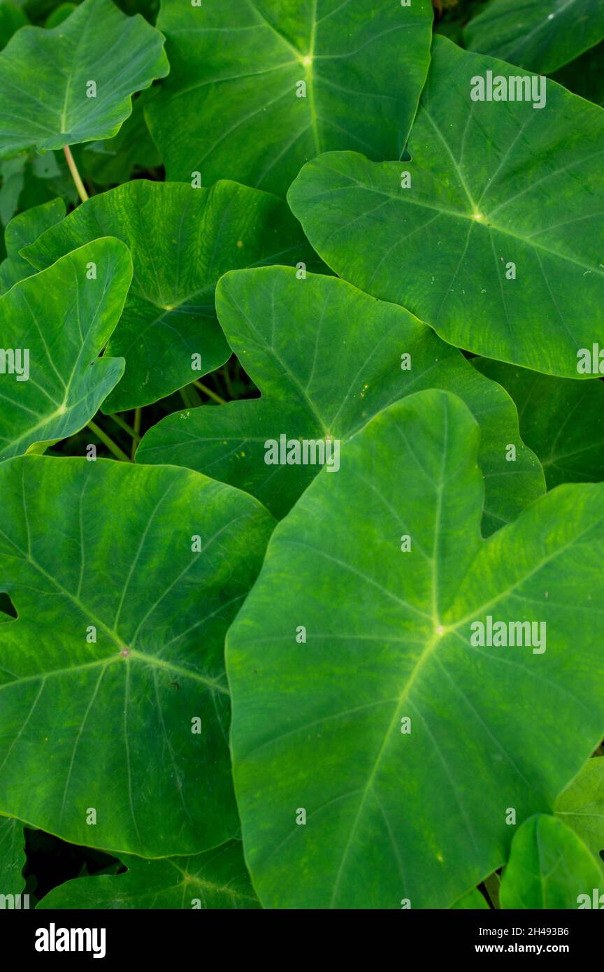The leaves of colocasia are edible, but they contain needle-like crystals of calcium oxalate which are a skin irritant, so they must be cooked first. Stock Photo