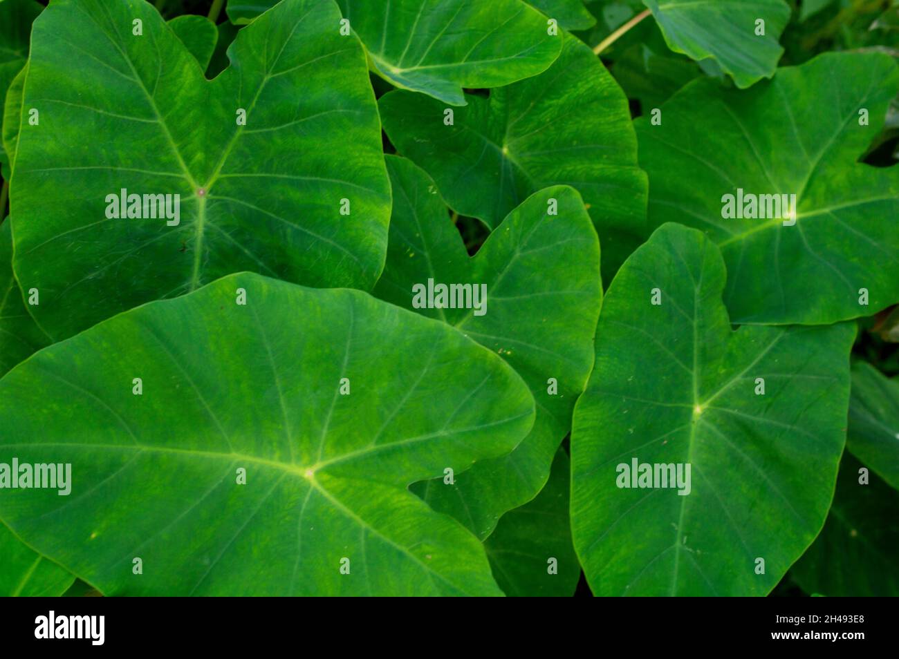 Colocasia leaves hi-res stock photography and images - Page 3 - Alamy