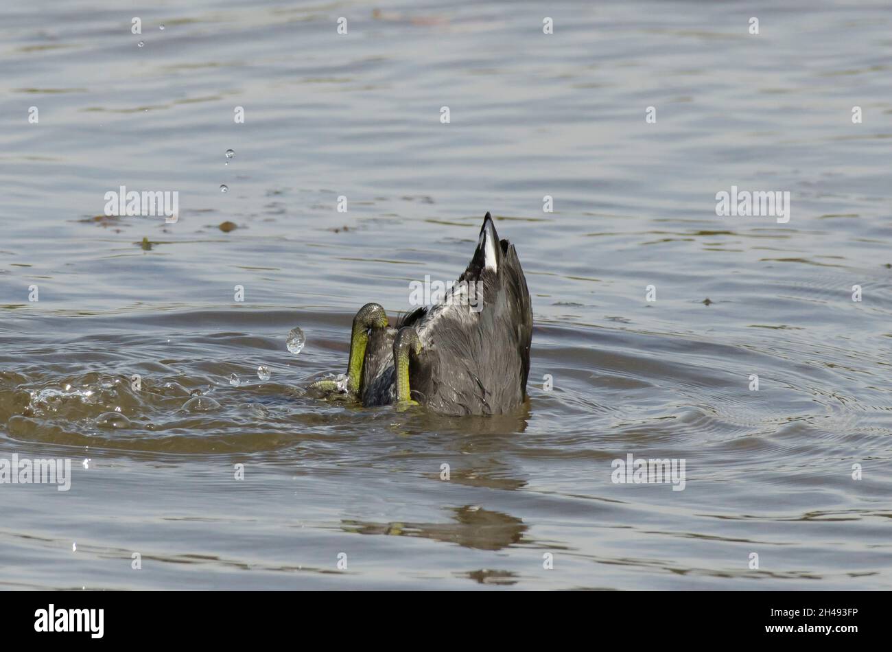 American Coot, Fulica americana, tipping up and foraging Stock Photo