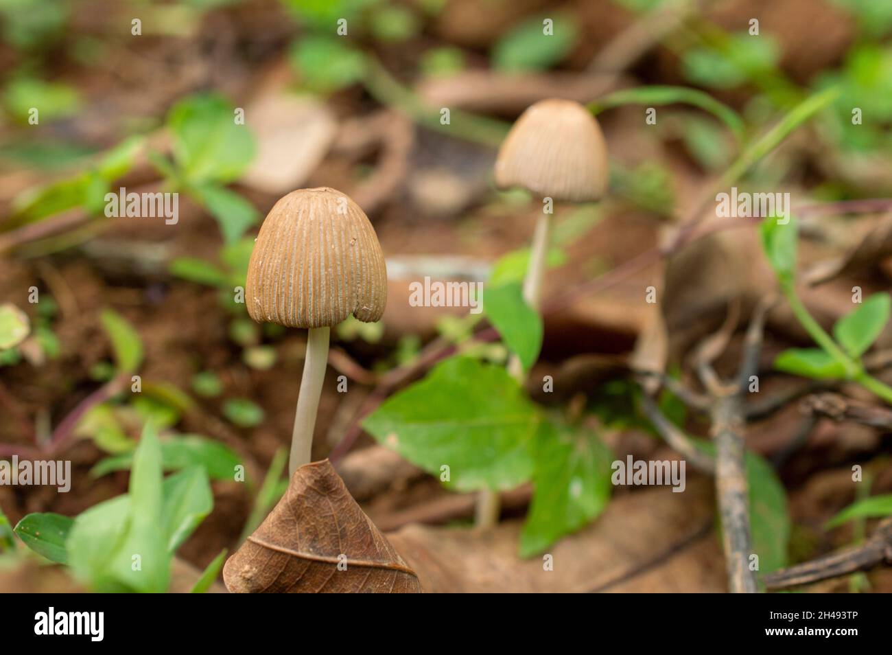 Mushrooms are a rich low calorie source of fiber, protein and antioxidants. They may also mitigate the risk of developing serious health conditions Stock Photo