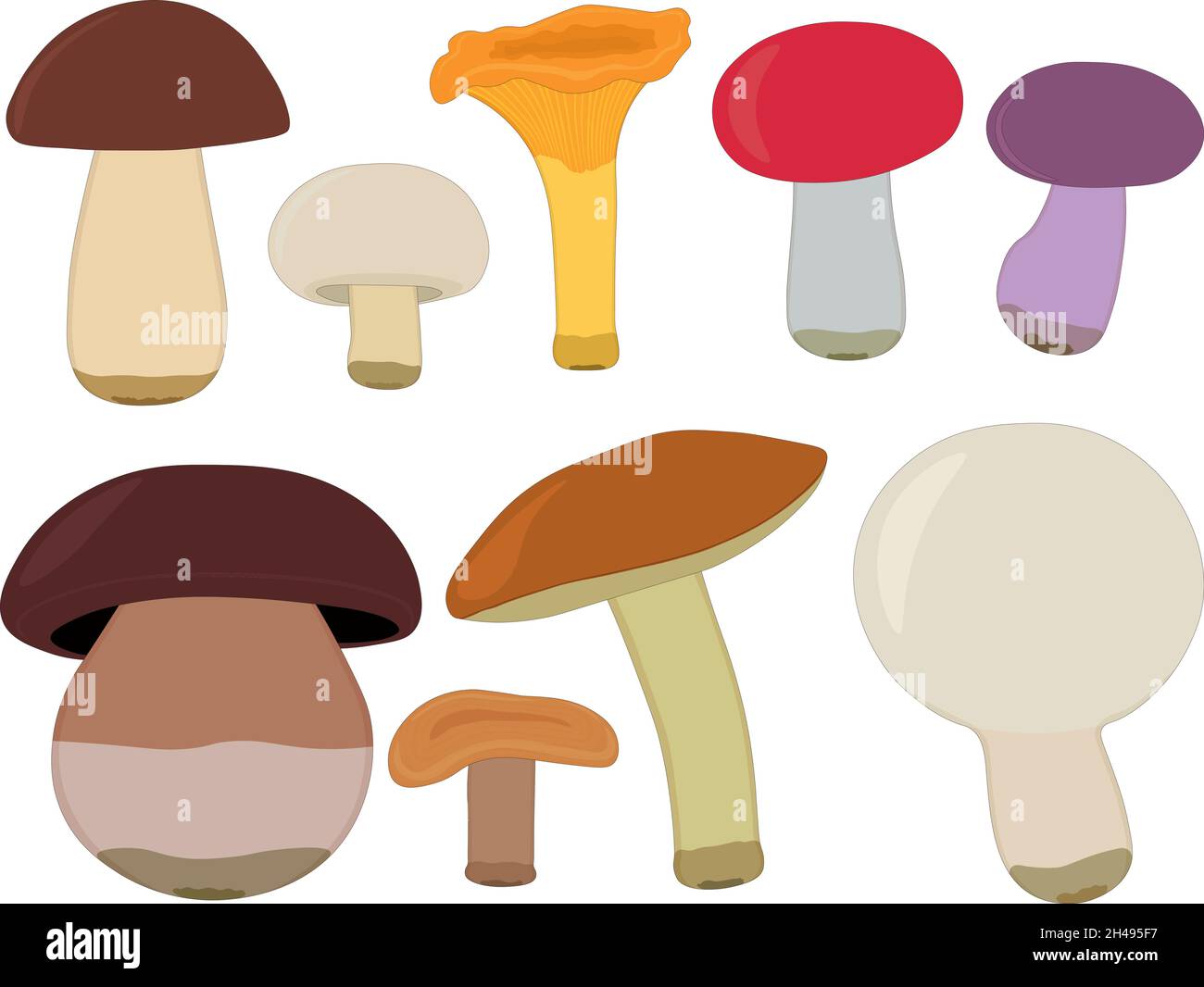 Edible forest mushroom types collection vector illustration Stock