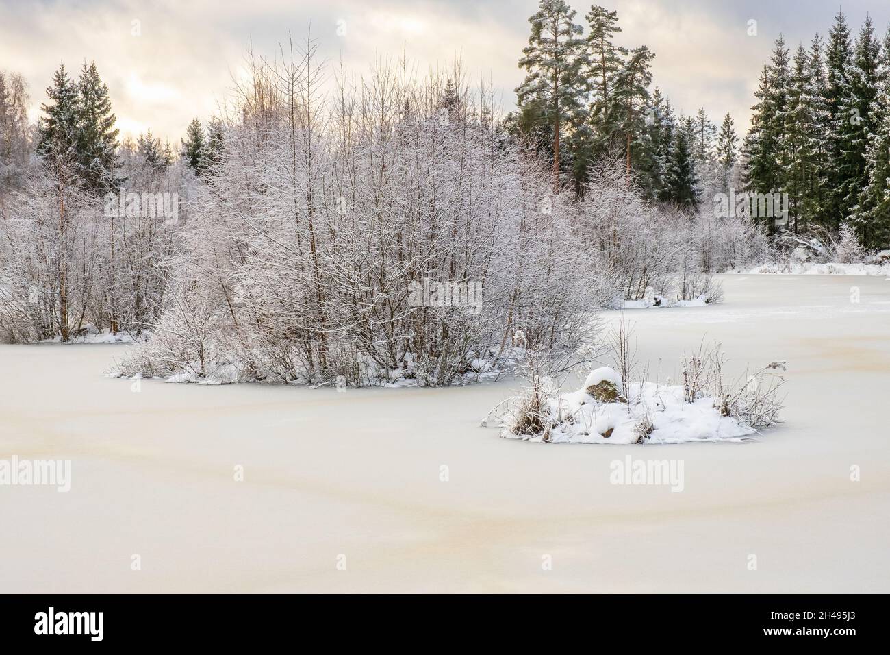 Frozen wetland water hi-res stock photography and images - Alamy