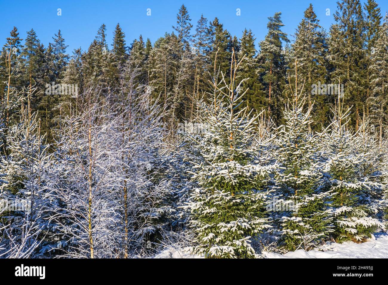 Spruce planting with snow and frost Stock Photo